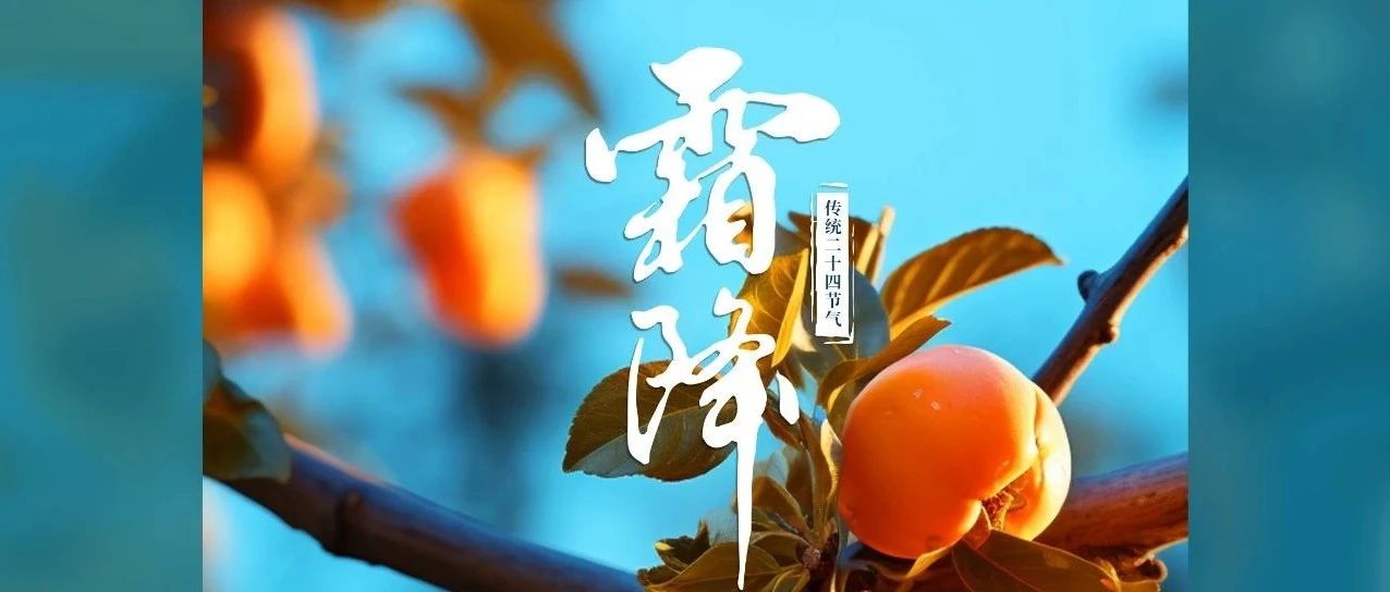 好柿成霜 喜從天降